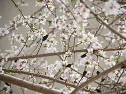 Cherry Blossom