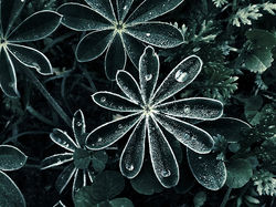 Dew